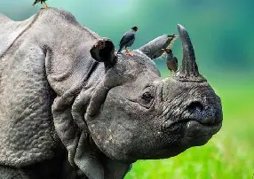 Explore Northeast India's Beauty with Kalita Tours and Travels