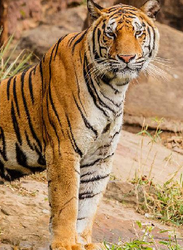 Explore Northeast India's Beauty with Kalita Tours and Travels